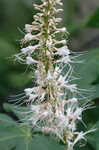 Bottlebrush buckeye